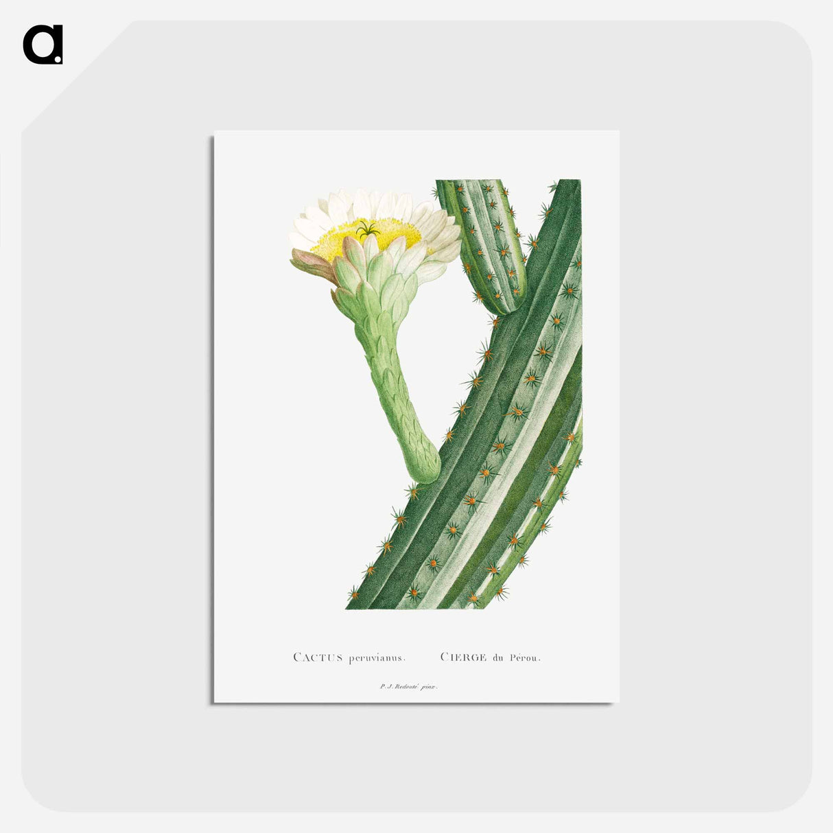 アートポストカード-Cactus Peruvianus - ピエール ジョゼフ ルドゥーテ Postcard.