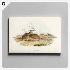 アートパネル-Australian Partridge
 - ジョン グールド Canvas.