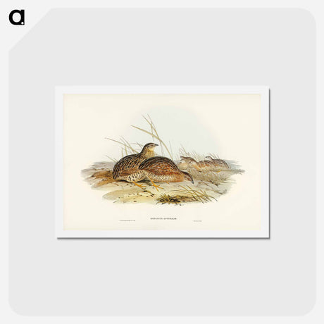 アートポストカード-Australian Partridge
 - ジョン グールド Postcard.