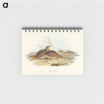 Australian Partridge
 - ジョン グールド Memo.