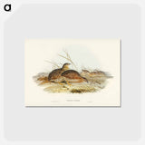 アートポストカード-Australian Partridge
 - ジョン グールド Postcard.