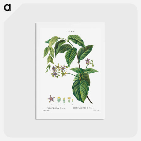 アートポストカード-Silkvine, Periploca Graeca - ピエール ジョゼフ ルドゥーテ Postcard.