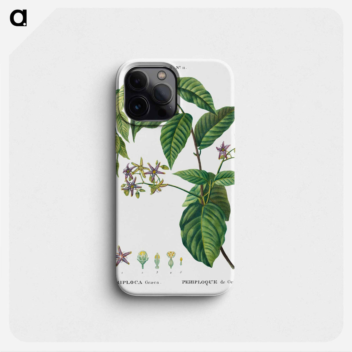 Silkvine, Periploca Graeca - ピエール ジョゼフ ルドゥーテ Phone Case.