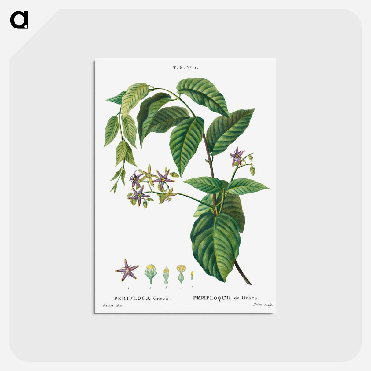 アートポストカード-Silkvine, Periploca Graeca - ピエール ジョゼフ ルドゥーテ Postcard.
