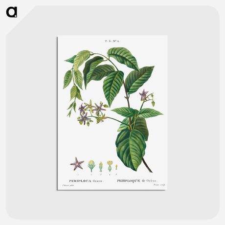 アートポストカード-Silkvine, Periploca Graeca - ピエール ジョゼフ ルドゥーテ Postcard.