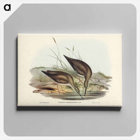 アートパネル-Grey-rumped Sandpiper
 - ジョン グールド Canvas.