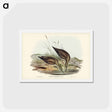 アートポストカード-Grey-rumped Sandpiper
 - ジョン グールド Postcard.