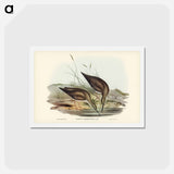 アートポストカード-Grey-rumped Sandpiper
 - ジョン グールド Postcard.