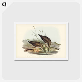 アートポストカード-Grey-rumped Sandpiper
 - ジョン グールド Postcard.