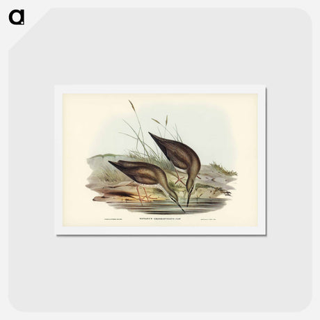 アートポストカード-Grey-rumped Sandpiper
 - ジョン グールド Postcard.