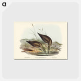 アートポストカード-Grey-rumped Sandpiper
 - ジョン グールド Postcard.