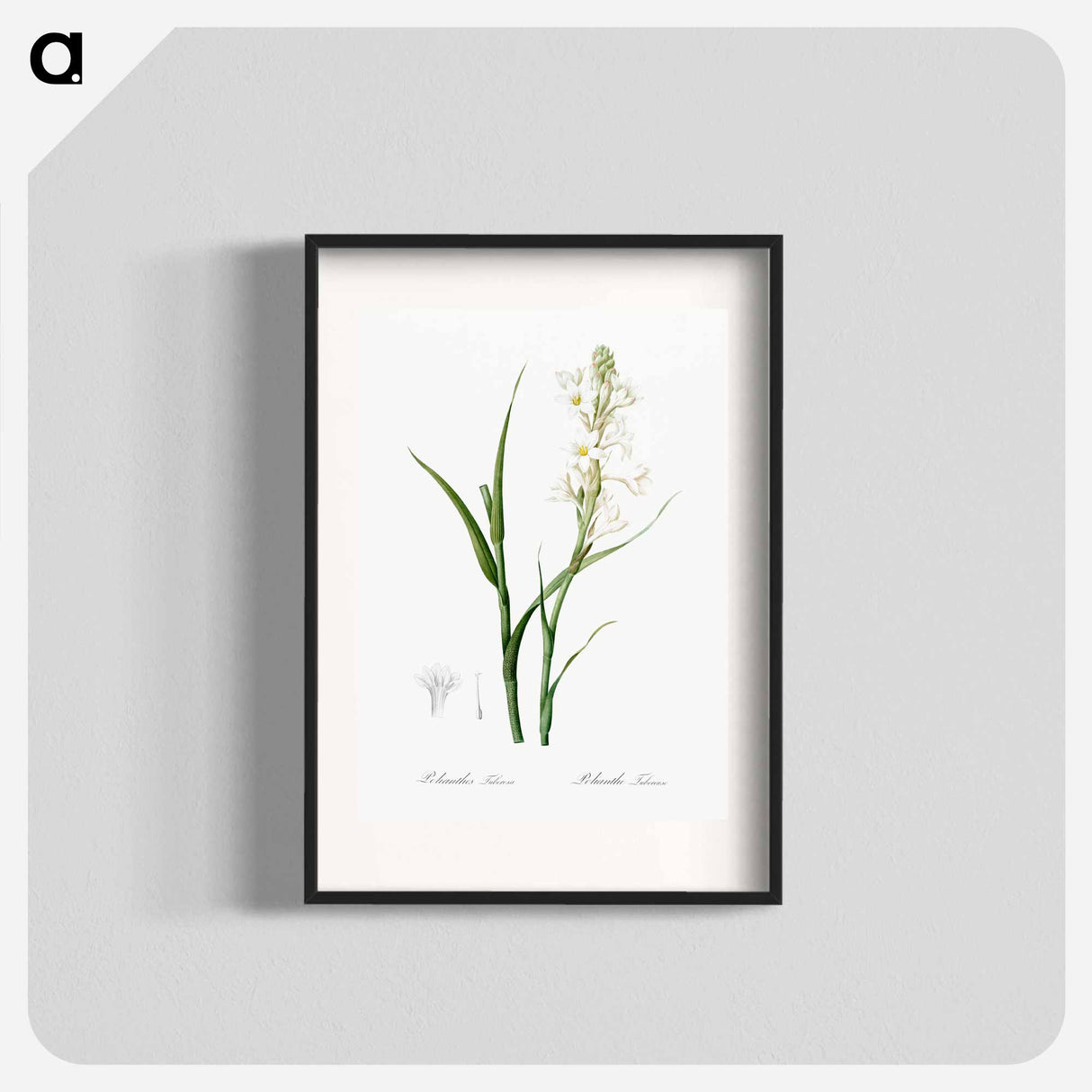 Polianthes tuberosa illustration - Pierre Joseph Redouté Poster.