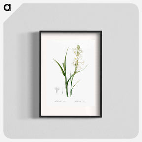 アートポスター-Polianthes tuberosa illustration - ピエール ジョゼフ ルドゥーテ Poster.