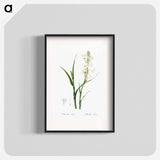 Polianthes tuberosa illustration - ピエール ジョゼフ ルドゥーテ Poster.