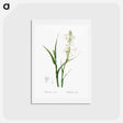 アートポストカード-Polianthes tuberosa illustration - ピエール ジョゼフ ルドゥーテ Postcard.