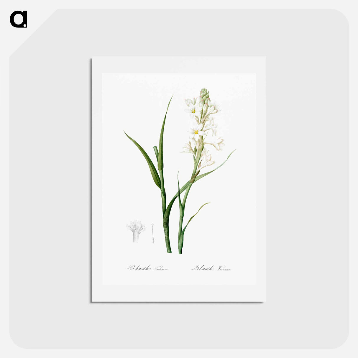アートポストカード-Polianthes tuberosa illustration - ピエール ジョゼフ ルドゥーテ Postcard.