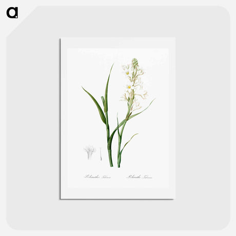 アートポストカード-Polianthes tuberosa illustration - ピエール ジョゼフ ルドゥーテ Postcard.