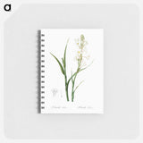 Polianthes tuberosa illustration - ピエール ジョゼフ ルドゥーテ Memo.
