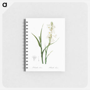 アートメモ帳-Polianthes tuberosa illustration - ピエール ジョゼフ ルドゥーテ Memo.