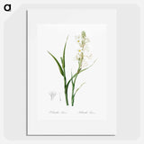 Polianthes tuberosa illustration - Pierre Joseph Redouté Poster.