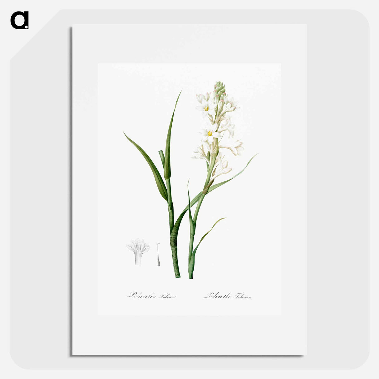 Polianthes tuberosa illustration - ピエール ジョゼフ ルドゥーテ Poster.