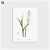 アートポストカード-Polianthes tuberosa illustration - ピエール ジョゼフ ルドゥーテ Postcard.
