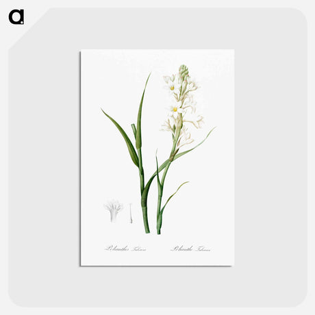 アートポストカード-Polianthes tuberosa illustration - ピエール ジョゼフ ルドゥーテ Postcard.