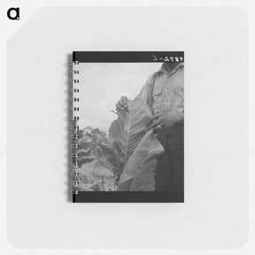 アートメモ帳-Worming tobacco - ドロテア ラング Memo.