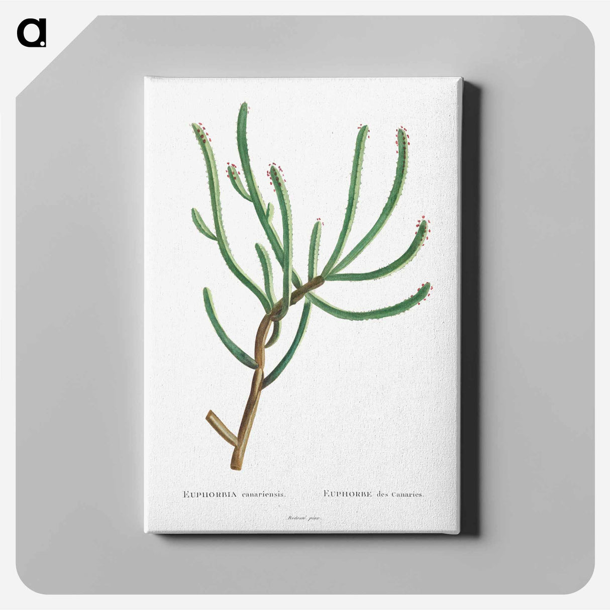 アートパネル-Euphorbia Canariensis - ピエール ジョゼフ ルドゥーテ Canvas.