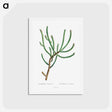 アートポストカード-Euphorbia Canariensis - ピエール ジョゼフ ルドゥーテ Postcard.