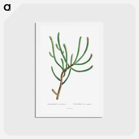 アートポストカード-Euphorbia Canariensis - ピエール ジョゼフ ルドゥーテ Postcard.
