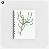 Euphorbia Canariensis - ピエール ジョゼフ ルドゥーテ Memo.