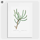 Euphorbia Canariensis - ピエール ジョゼフ ルドゥーテ Poster.