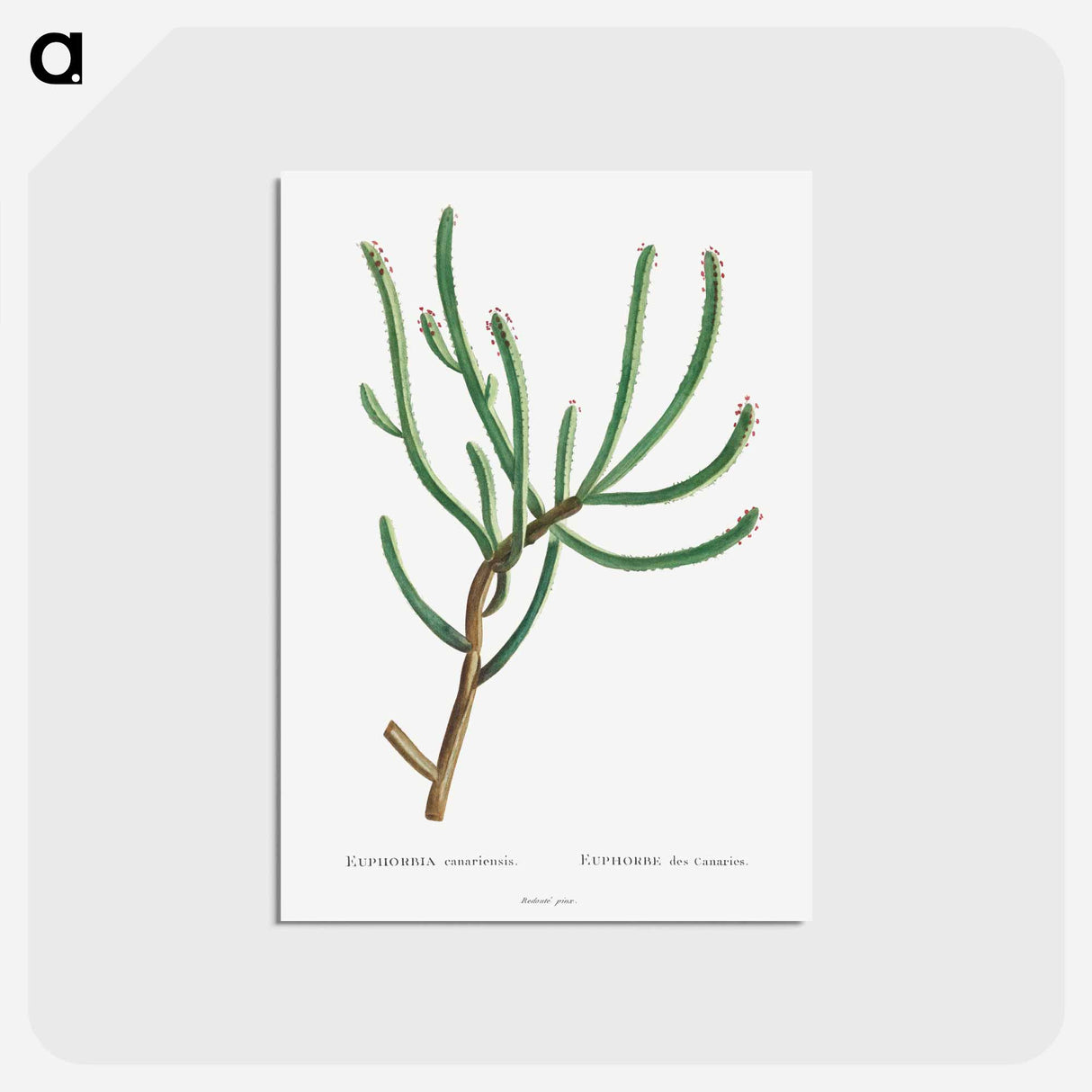アートポストカード-Euphorbia Canariensis - ピエール ジョゼフ ルドゥーテ Postcard.