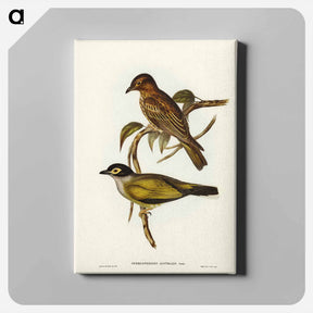アートパネル-Australian Sphecotheres
 - ジョン グールド Canvas.