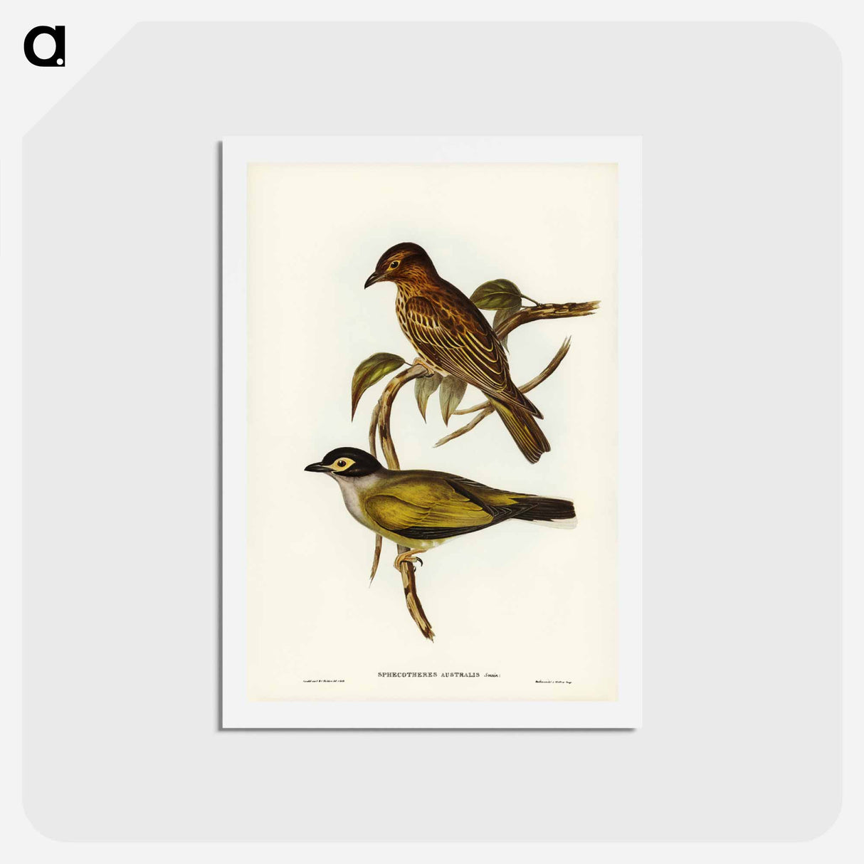 アートポストカード-Australian Sphecotheres
 - ジョン グールド Postcard.