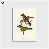 アートポストカード-Australian Sphecotheres
 - ジョン グールド Postcard.
