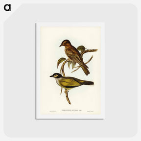 アートポストカード-Australian Sphecotheres
 - ジョン グールド Postcard.