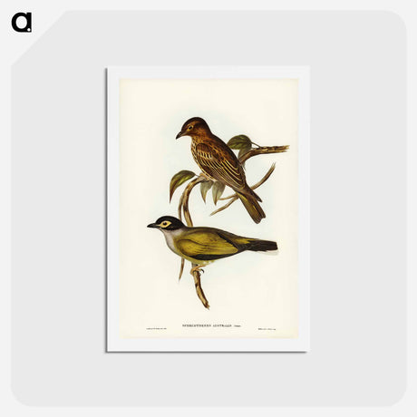 アートポストカード-Australian Sphecotheres
 - ジョン グールド Postcard.