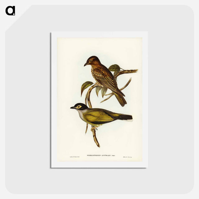 アートポストカード-Australian Sphecotheres
 - ジョン グールド Postcard.