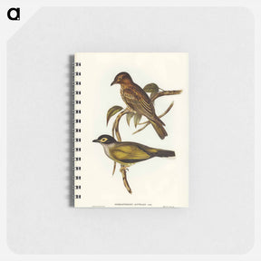 アートメモ帳-Australian Sphecotheres
 - ジョン グールド Memo.