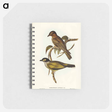 Australian Sphecotheres
 - ジョン グールド Memo.