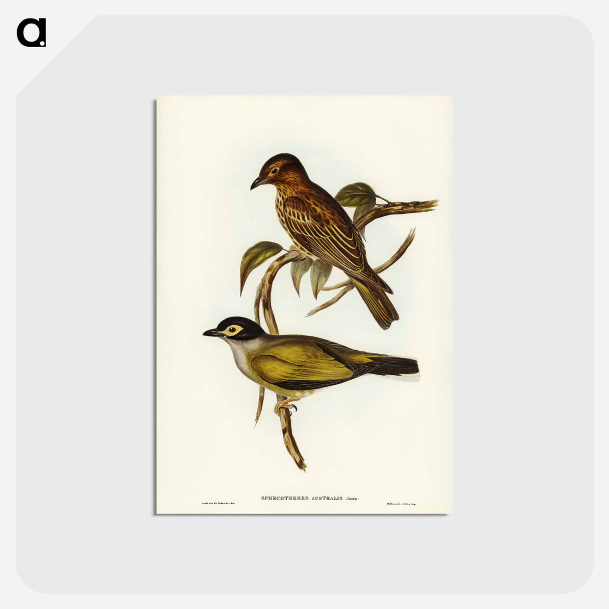 アートポストカード-Australian Sphecotheres
 - ジョン グールド Postcard.