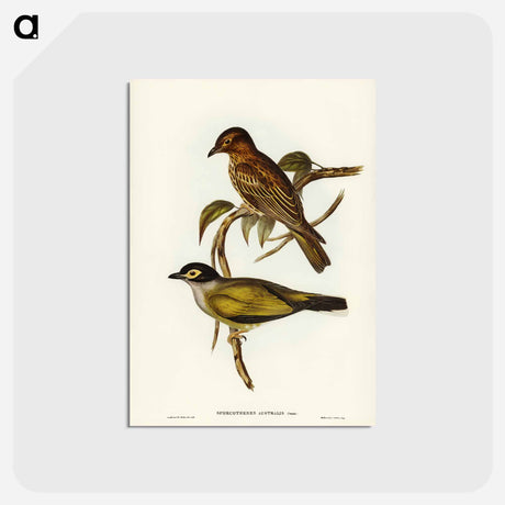 アートポストカード-Australian Sphecotheres
 - ジョン グールド Postcard.