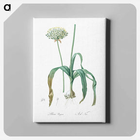 アートパネル-Black garlic illustration - ピエール ジョゼフ ルドゥーテ Canvas.