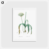 アートポストカード-Black garlic illustration - ピエール ジョゼフ ルドゥーテ Postcard.