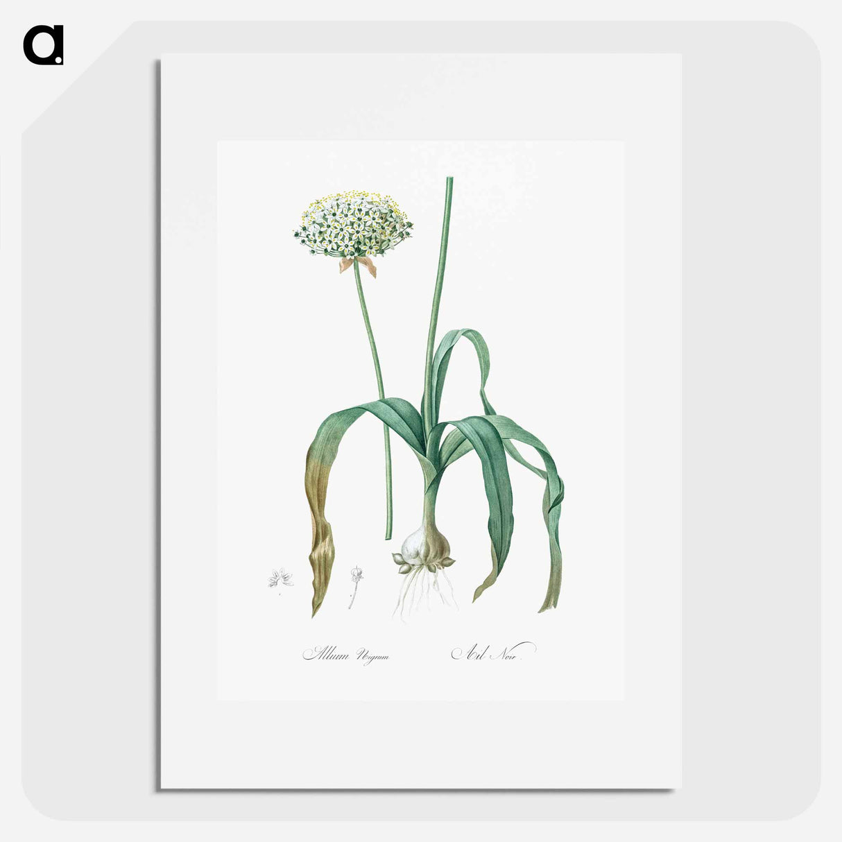Black garlic illustration - Pierre Joseph Redouté Poster.