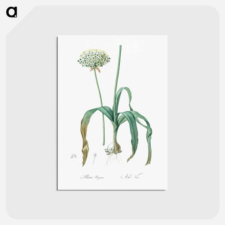 アートポストカード-Black garlic illustration - ピエール ジョゼフ ルドゥーテ Postcard.