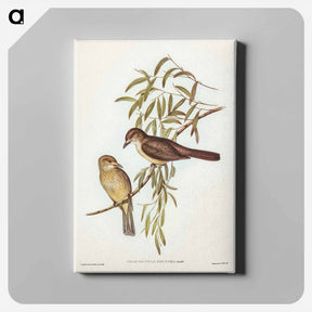 アートパネル-Brown Colluricincla
 - ジョン グールド Canvas.