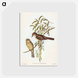アートポストカード-Brown Colluricincla
 - ジョン グールド Postcard.